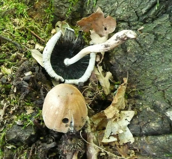 Coprinus fotog.01.06.2010.